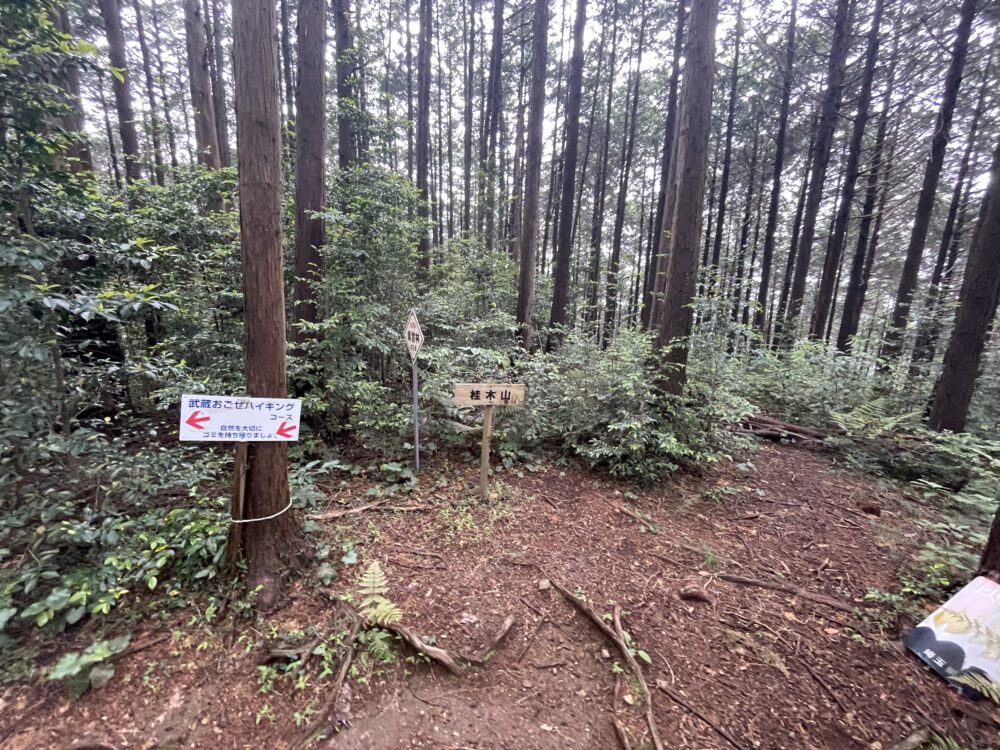 桂木山