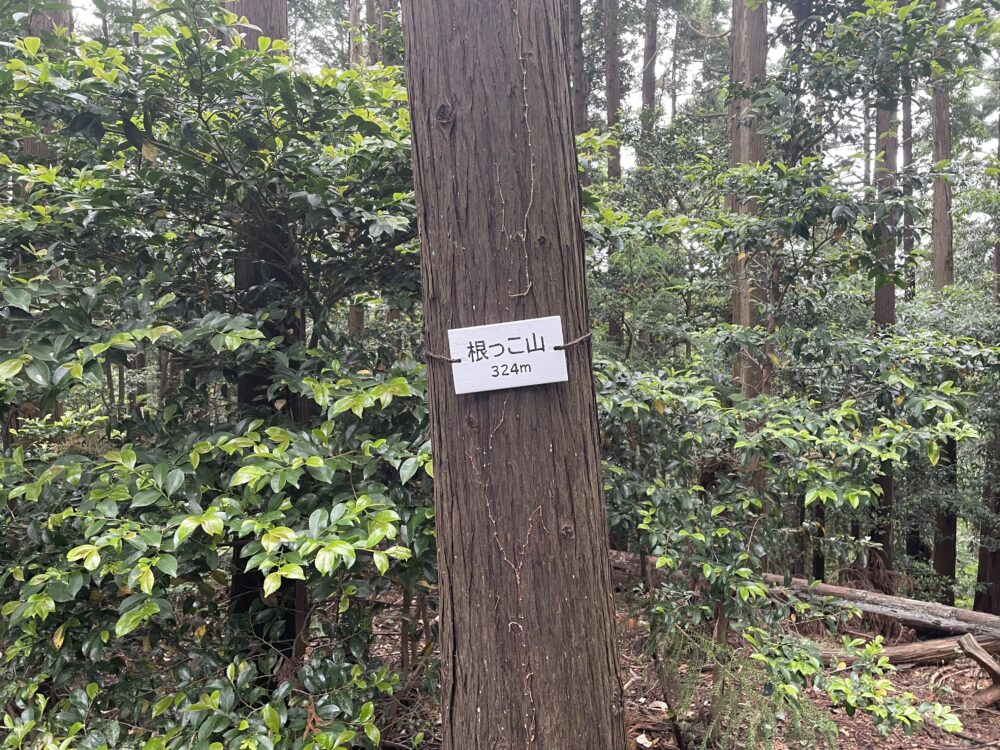 根っこ山